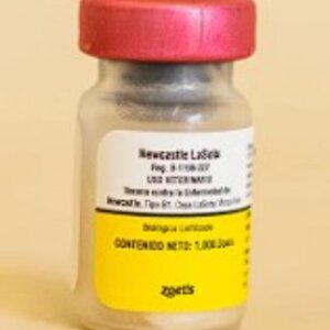 SOTA FUERTE 10,000 Ds