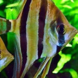 ANGEL MARMOL GRANDE PEZ TROPICAL