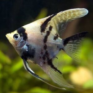 ANGEL MARMOL MEDIANO PEZ TROPICAL