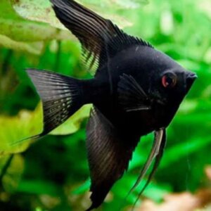 ANGEL NEGRO MEDIANO PEZ TROPICAL