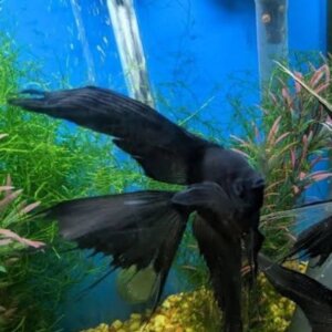 ANGEL NEGRO GRANDE PEZ TROPICAL