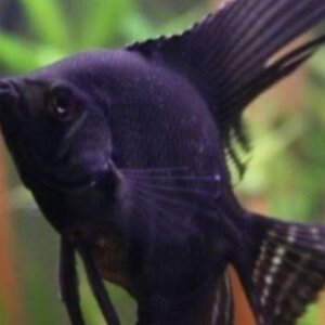 ANGEL PINOY NEGRO PEZ TROPICAL