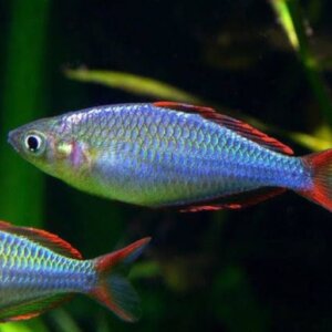 ARCOIRIS NEON AZUL PEZ TROPICAL