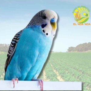 LORITO AUSTRALIANO RN MAXOVA