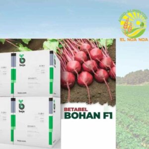 SEMILLA DE BETABEL (REMOLACHA) PAQ DE 25000 SEMILLAS BEJO VARIEDAD BOHAN F1 CERTIFICADA