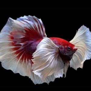 BETA DUMBO PEZ TROPICAL