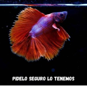 BETA EXOTIC COMUN PEZ