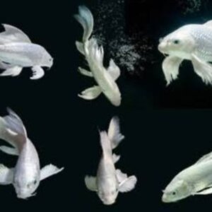 CARPA PLATINO PEZ TROPICAL