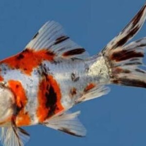 CARPA SHIUBUNKI GRANDE PEZ TROPICAL