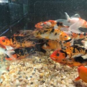 CARPA TRICOLOR PEZ TROPICAL