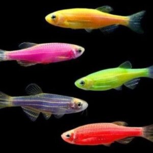 CEBRITAS COLORES NEON SURTIDOS PEZ TROPICAL