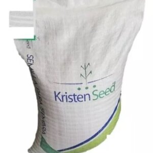 CILANTRO MARROQUI KRISTEN SEED * KG