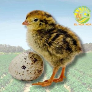 CODORNIZ  JUMBO RN FUERA DE CALOR