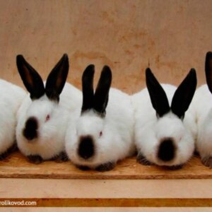 CONEJO TRADICIONAL DESTETE PZA