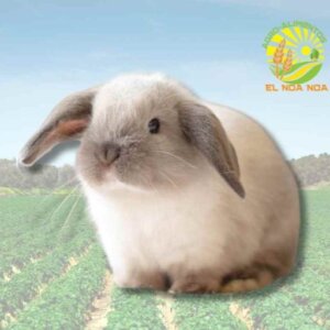 CONEJO MINLOP OREJA CAIDA O CLASICO