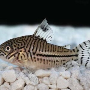 CORYDORA SURTIDA MEDIANA PEZ TROPICAL
