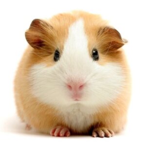 CUYO AMERICANO *CURI*