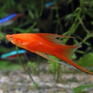 ESPADA KOI PEZ TROPICAL