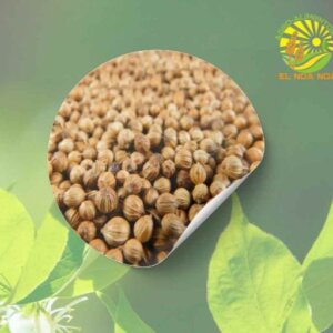 SEMILLA DE CILANTRO FUNNY HIBRIDO DE PRIEMRA ARGENTINA