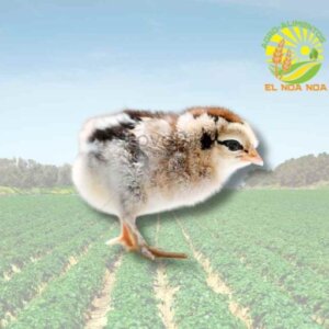 GALLITO MACHOS DE PONEDORA