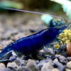 GAMBA DIAMOND BLUE,YELLOW O BLACK PEZ TROPICAL