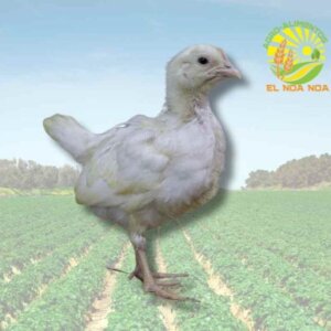 GALLINA BOVANS ALTA POSTURA RECIEN NACIDA