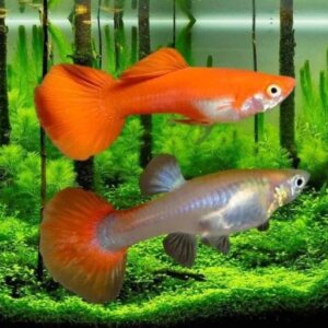 GUPPY SELECTO 2 PZAS PAREJA PEZ TROPICAL