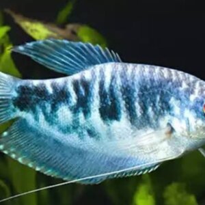 GURAMY AZUL PEZ TROPICAL