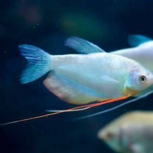 GURAMY LUZ DE LUNA PEZ TROPICAL