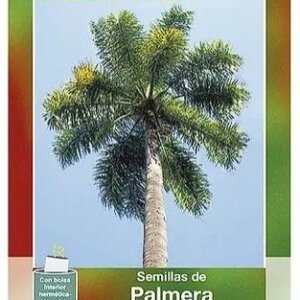 PALMERA COCO PLUMOSO SEMILLA HORTAFLOR SOBRE CON 8 SEMILLAS