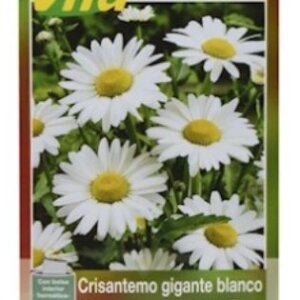 CRISANTEMO GIGANTE BLANCO SEMILLA HORTAFLOR SOBRE DE .02GRS