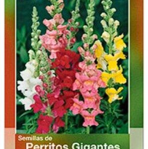 PERRITOS GIGANTES VARIADOS ANTERRINO SEMILLAS HORTAFLOR SOBRE DE 2GRS