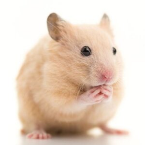HAMSTERS ANIMAL VIVO
