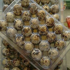 HUEVO DE CODORNIZ BLISTER DE 12 PZAS