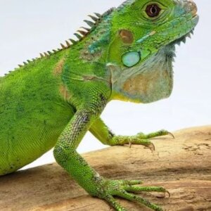 IGUANA VERDE JUVENIL