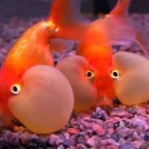 JAPONES OJO DE BURBUJA PEZ TROPICAL