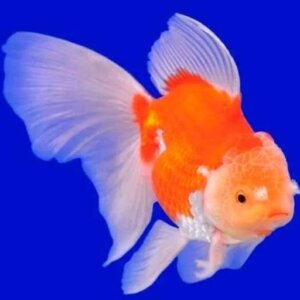 JAPONES GRANDE SEMI CABEZA PEZ TROPICAL