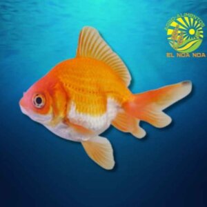 JAPONES MEDIANO SEMI CABEZA PEZ TROPICAL