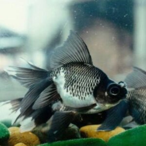 JAPONES MORO MINI TRES COLAS PEZ TROPICAL