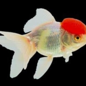 JAPONES SELLO ROJO NACIONAL SEMI CABEZA PEZ TROPICAL