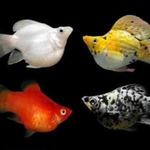 MOLLY BALON COLORES SURTIDOS PEZ TROPICAL