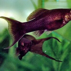 MOLLY COLA DE LIRA SURTIDO