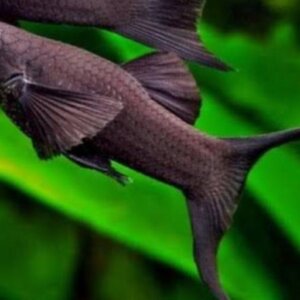 MOLLY DE LIRA NEGRA PEZ TROPICAL