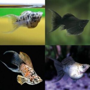 MOLLY DE LIRA SURTIDA PEZ TROPICAL