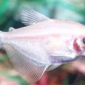 MONJA ALBINA PEZ TROPICAL