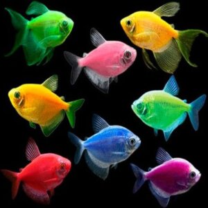 PEZ MONJA TRANSGENICA COLORES NEON XL