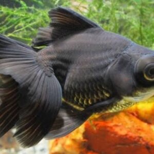 JAPONES MORO XL TRES COLAS PEZ TROPICAL