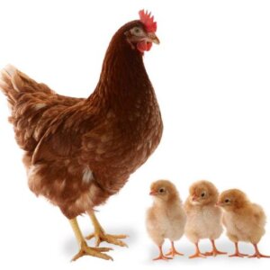 NICK BROWN GALLINA PONEDORA ALTO RENDIMIENTO