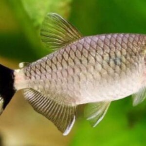 OJO ROJO PEZ TROPICAL