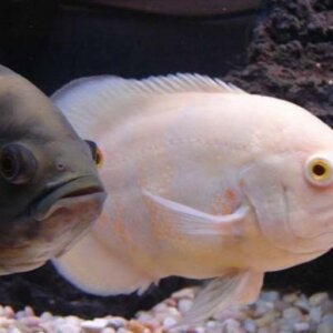 OSCAR CHICO  PEZ TROPICAL